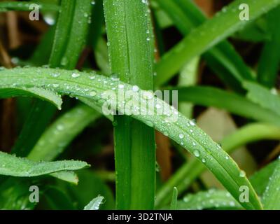 Fresh Morning Dew Drops on Vibrant Green Leaves Stock Photo
