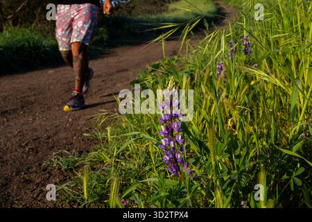 Close-up of wild purple lupine beside dirt trail and passing runner Stock Photo