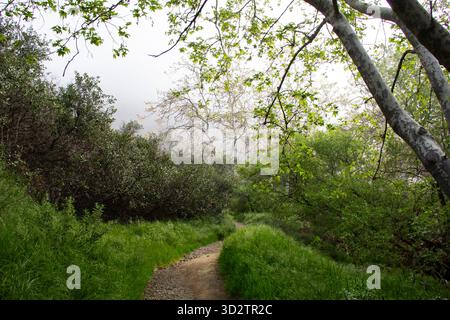 Winding dirt trail through lush forest under misty morning light Stock Photo