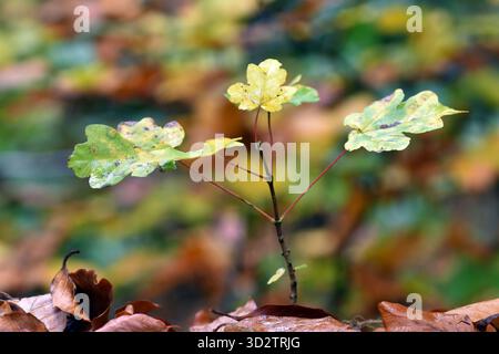 Young specimen of field maple (Acer campestre) Stock Photo