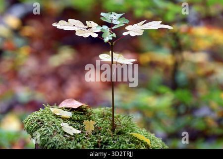 Young specimen of field maple (Acer campestre) Stock Photo