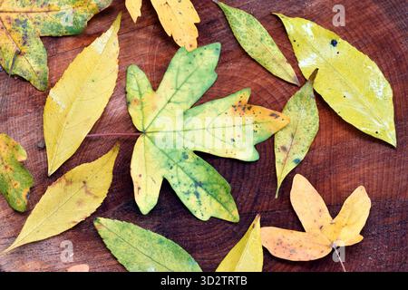 Acer campestre) and Fraxinus excelsior) leaves Stock Photo