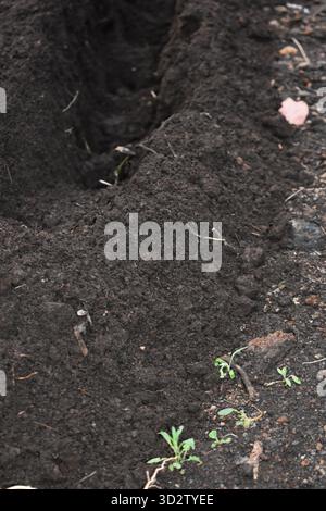 Making holes in the soil of the vegetable garden beds before planting the seeds or seedlings. Preparing the soil for planting in rows. Stock Photo
