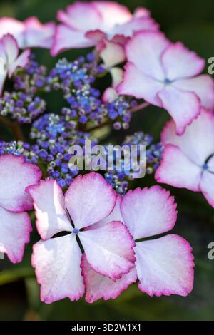Hydrangea macrophylla, Lacecap Hydrangea Stock Photo
