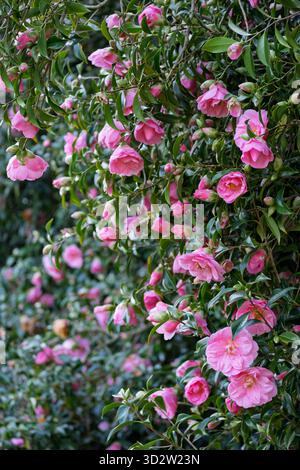 Pink Camellia flowers in early spring Stock Photo