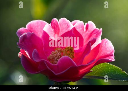 Deep pink Camellia flowers in a woodland garden Stock Photo