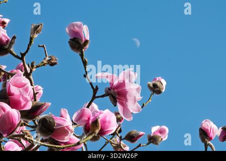 Magnolia 'Susanna van Veen' Stock Photo