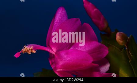 Petals and blooms in macro image of white and red Christmas cactus, Schlumbergera x buckley Stock Photo