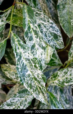 Hedge of Cherry laurel (Prunus laurocerasus) 'Caucasica' Stock Photo - Alamy