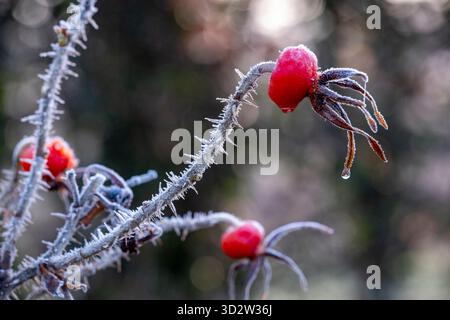 Frosty rose hips of Rosa rugosa 'Alba' in winter Stock Photo