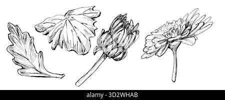 Chrysanthemum flower. Set of hand drawn flowers isolated on a white. Black and white decorative floral illustration in sketch style for seasonal desig Stock Vector