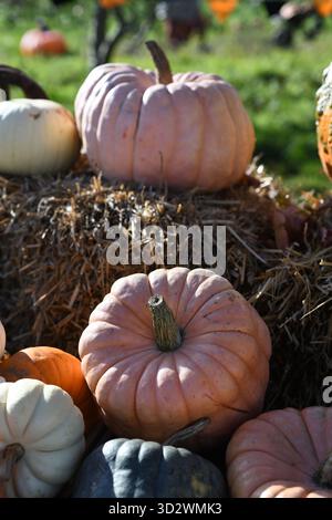 Pumpkin farm Stock Photo