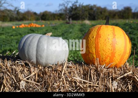 Pumpkin farm Stock Photo
