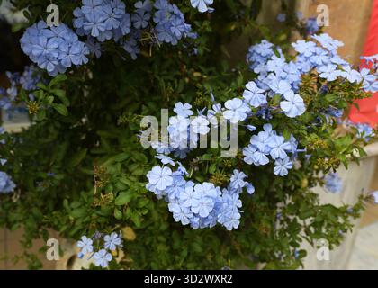 Plumbago auriculata, a small blue flower also known as blue jasmine, growing in Greece Stock Photo
