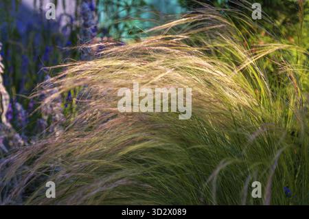 Close-up of ornamental grass blowing in the wind, showcasing a mix of green and golden hues, with blurred background details Stock Photo