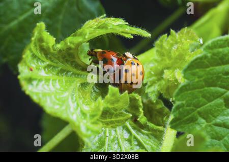 Two ladybugs engaged in mating on a vibrant green leaf, set against a background of lush foliage Stock Photo