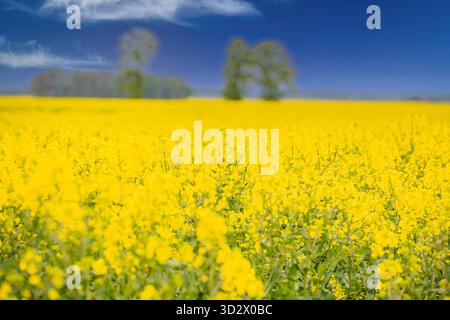 Vibrant rapeseed (canola) field in bloom with trees in the background under a bright blue sky. Stock Photo