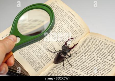 A close-up shot features a stag beetle resting on an open book under the lens of a magnifying glass, exploring the text Stock Photo