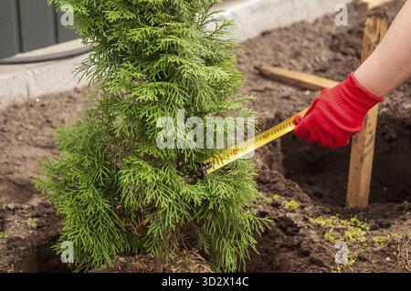 Close-up of someone in gardening gloves measuring a freshly planted green tree with a measuring tape in a garden Stock Photo