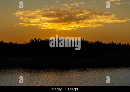A golden sunset illuminates striated clouds over a dark palm tree forest silhouette and a reflecting body of water Stock Photo
