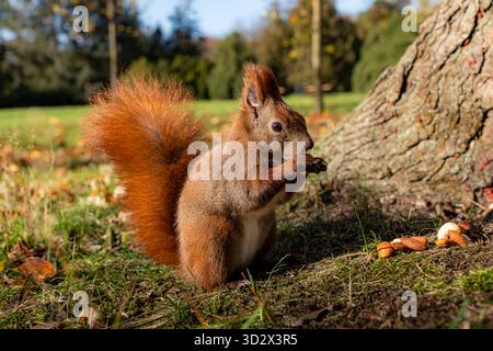 A wild squirrel eats a nut beside a tree with more nuts on the ground, showing natural wildlife feeding habits and autumn forest atmosphere Stock Photo