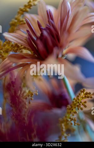 Soft macro of chrysanthemum and goldenrod blooms with delicate pastel tones and warm highlights, blending texture and emotion in a serene autumn palet Stock Photo