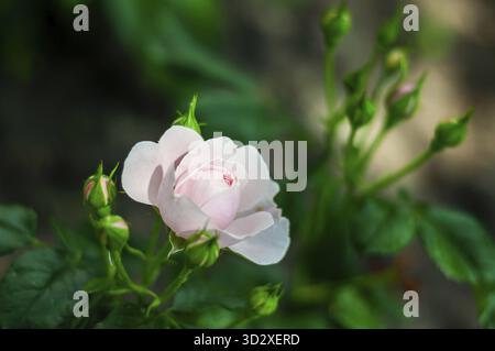 A single light pink rose in full bloom, surrounded by several unopened rosebuds on a vibrant green stem Stock Photo