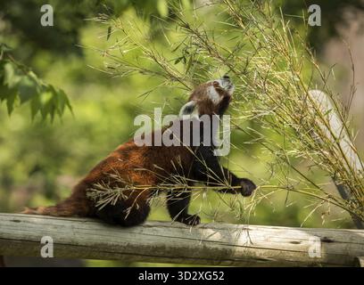 Cute animal, one red panda bear eating bamboo. Animal sitting on a log, holding a bamboo branch while stretching towards green leaves. Green forest in Stock Photo