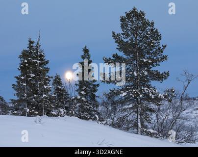Moon rising behind some spruce trees in winter landscape with snow. Brokke in Setesdal, Norway Stock Photo