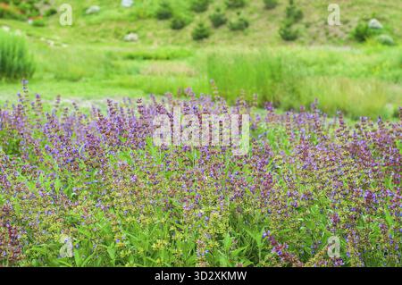 A vibrant field of lavender-colored flowers with green leaves, set against a backdrop of lush green hills in soft focus, creating a picturesque landsc Stock Photo