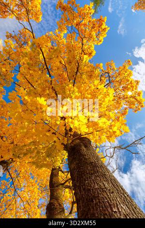 A striking upward view of two tall tree trunks and their canopy filled with bright, golden yellow autumn foliage contrasting sharply with the clear bl Stock Photo