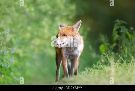 Eye-level portrait of a wild red fox (Vulpes vulpes) standing calmly on green grass in a meadow, UK. Stock Photo