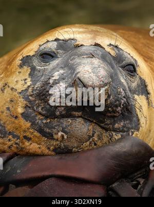 Close-up portrait of a Southern Elephant Seal (Mirounga leonina) showing detailed textures of its face and skin during molting season in the Falkland Stock Photo