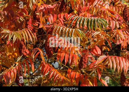 A close-up of vivid red and orange sumac leaves glowing under autumn sunlight. The detailed foliage and textured seed clusters capture the rich colors Stock Photo