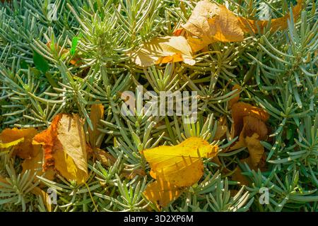 Close-up of lavender stems mixed with golden autumn leaves under warm sunlight. The contrast between green foliage and yellow tones creates a serene s Stock Photo