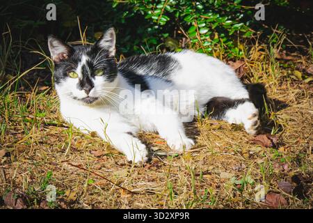 A black and white cat lies peacefully on dry grass under the afternoon sun. The scene captures warmth, relaxation, and a calm garden atmosphere with s Stock Photo