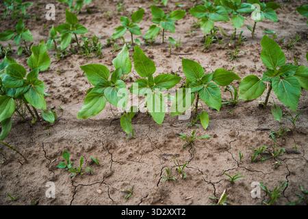 Sunflower sprouts emerging from dry soil with weeds on rural field in early vegetation period Stock Photo