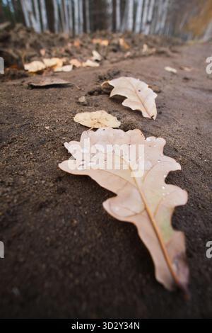 Dry oak leaves on ground in forest. Autumn Stock Photo