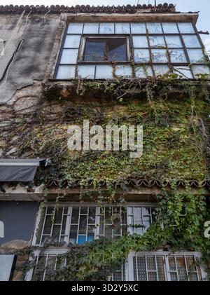 An old building facade in Belgrade, Serbia, covered with dense ivy and climbing plants, shows peeling plaster, a large window with open panes, and wea Stock Photo