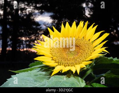 Sun just rising behind a large sunflower that has blossomed with thick trees behind seen in silhouette. Stock Photo