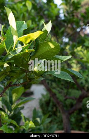 Fresh green lemon tree branch with raindrops on leaves. Stock Photo