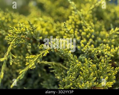 Close-up of a young juniper bush. Green branches of juniper. Stock Photo