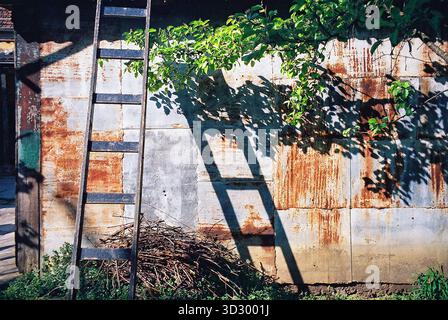 Sunlit sheet-metal shed roof, partly rusty and partly green, now with ladders and a tree canopy in frame, captured in warm analog tones. Stock Photo