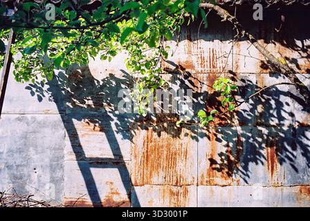 Sunlit sheet-metal shed roof, partly rusty and partly green, now with ladders and a tree canopy in frame, captured in warm analog tones. Stock Photo