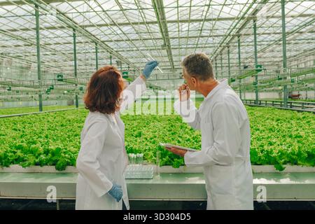Research lettuce analysis, Laboratory investigation of leaf samples using pipette tools, Rigorous scientific procedures employed to analyze lettuce Stock Photo