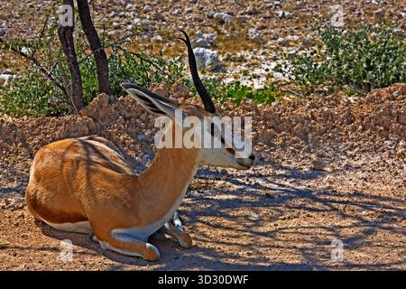 Springbok resting in the shade in Etosha National Park, Namibia. Stock Photo