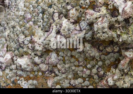 Close-up of barnacles and shells attached to a surface on the Vietnam coast, forming a dense marine texture. Stock Photo