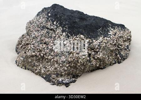 Large rock on a Vietnam beach covered with barnacles and marine growth, exposed at low tide. Stock Photo