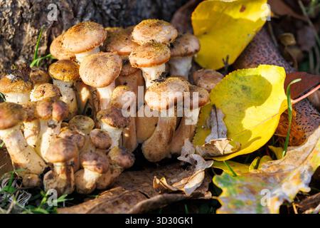 Autumn honey mushrooms near tree with fallen yellow leaves. Cluster of edible honey mushrooms growing near a tree surrounded by bright yellow leaves i Stock Photo