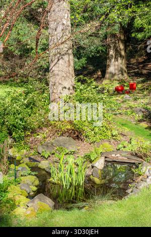 Red maple tree forest by the water in autumn, autumn scenery Stock ...